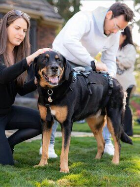 Help 'Em Up Dog Harness, plus optional Walking Handle, for dogs 45-80 pounds
